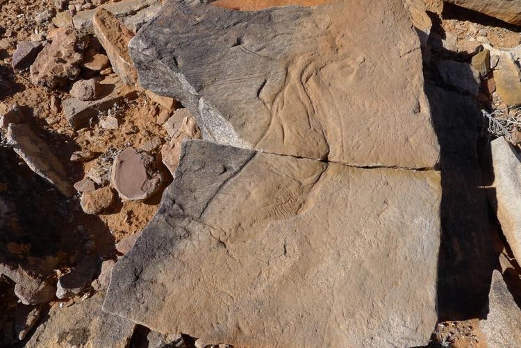 mariana castillo deball, foto de f&oacute;siles tomada del sitio de ediacara fossil, nilpena, ediacara hills, australia,&nbsp;2018&nbsp;