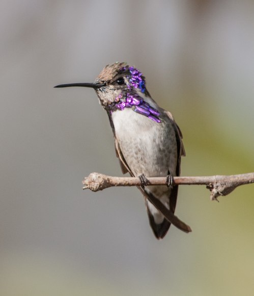 Costa's Hummingbird
