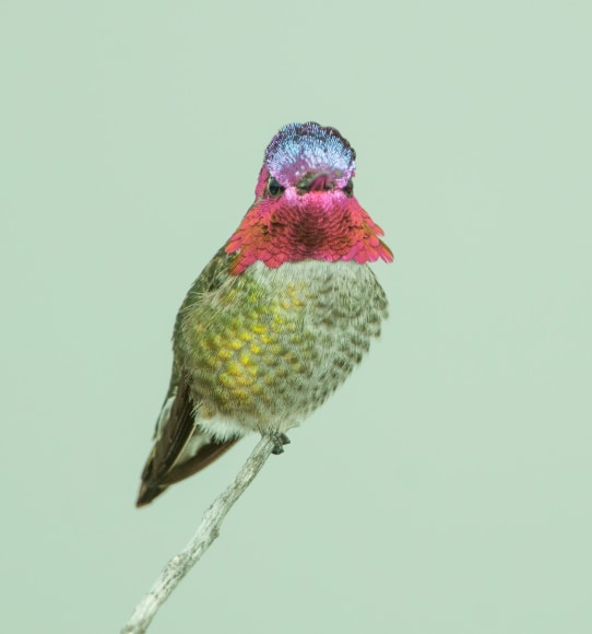 Anna's Hummingbird
