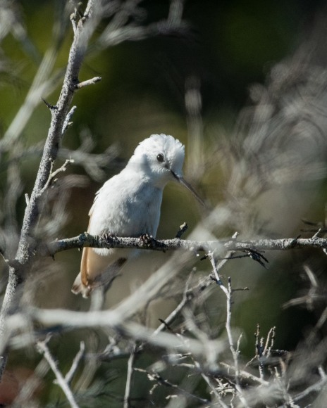 Anna's Hummingbird (Leucistic)