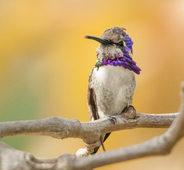 Costa's Hummingbird