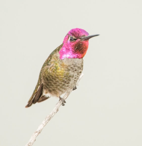 Anna's Hummingbird