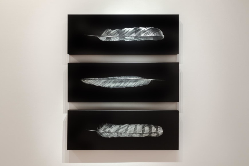 Owl, Crow and Cooper's Hawk Feathers