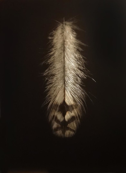 Grouse Feather I