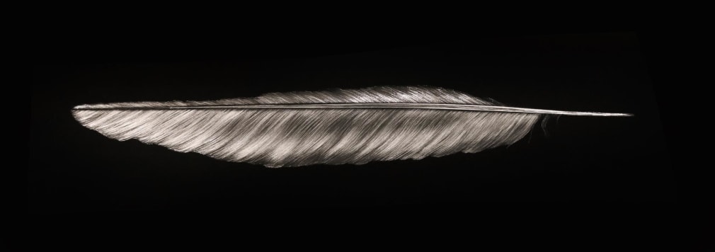 Crow Feather