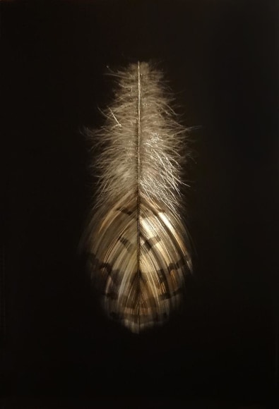 Grouse Feather II