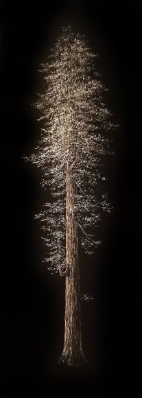 Redwood incised painted aluminum