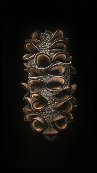 Banksia Seed Pod