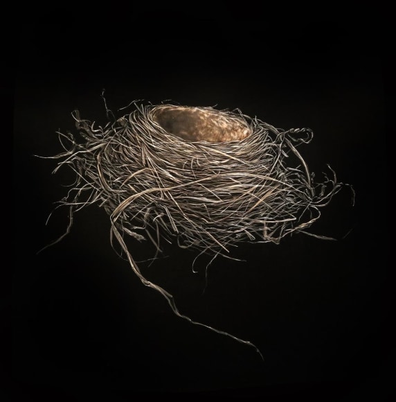 Robin Nest, Late Afternoon