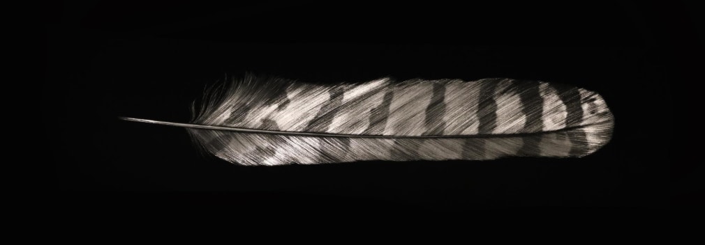 Owl Feather