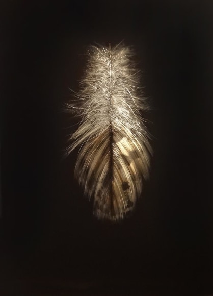Grouse Feather III