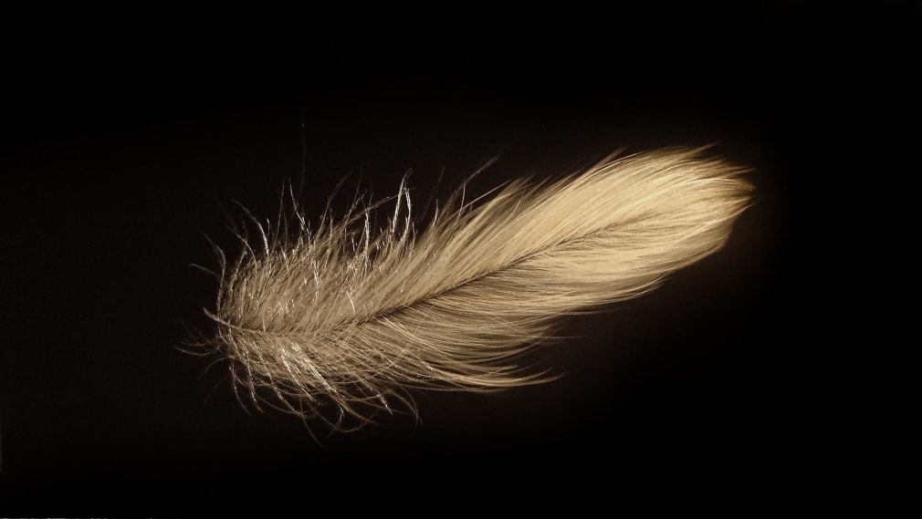 Alight Late Afternoon February 2014