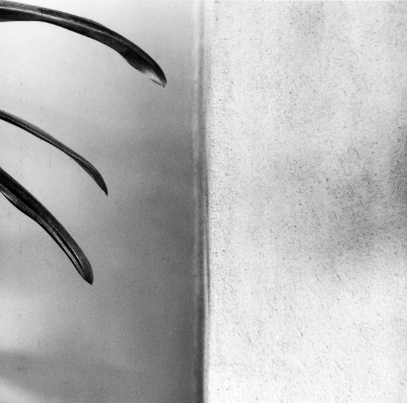 Three leaves against gray background.