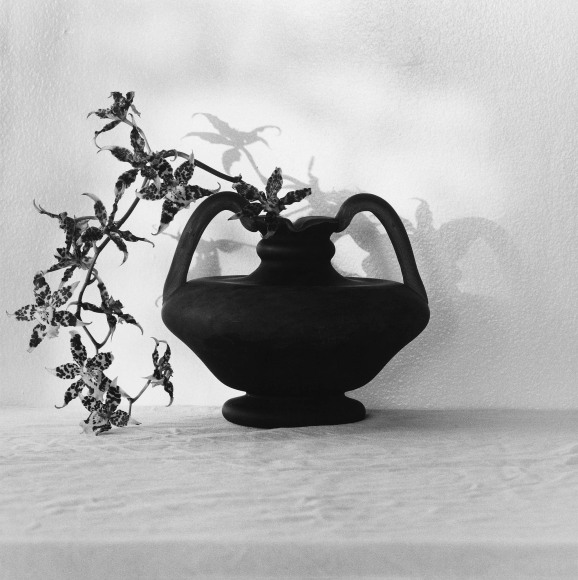 A branch of spotted orchids draping to the left out of a two-handled black vase sitting on a white tablecloth in front of a white textured wall and casting a slight shadow.
