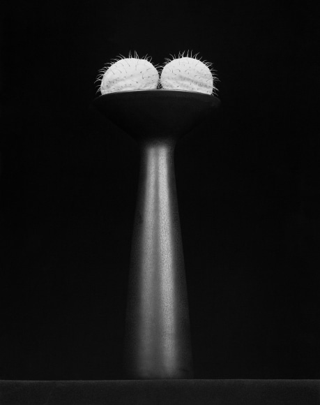 Large vase with two bulbs peaking out.