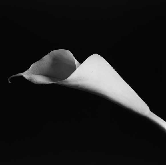 Calla Lily, 1985