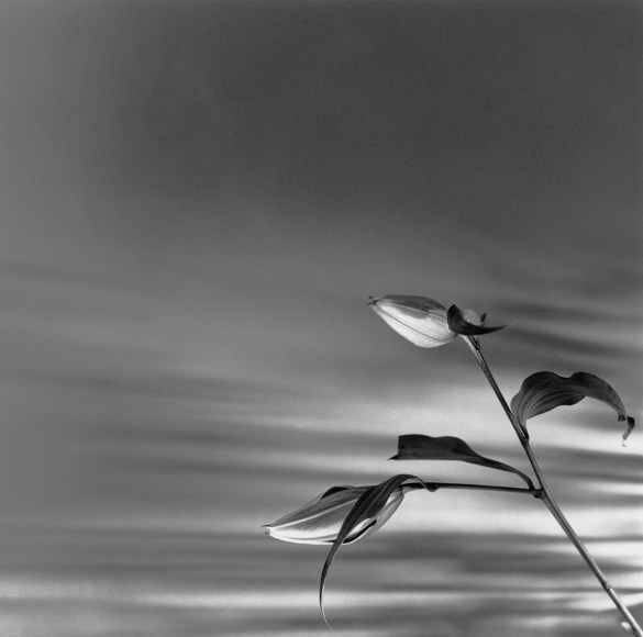 Two flower buds facing up.