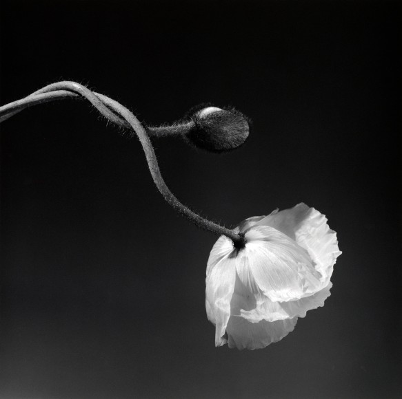 One bloomed poppy flower and one poppy bud intertwined.