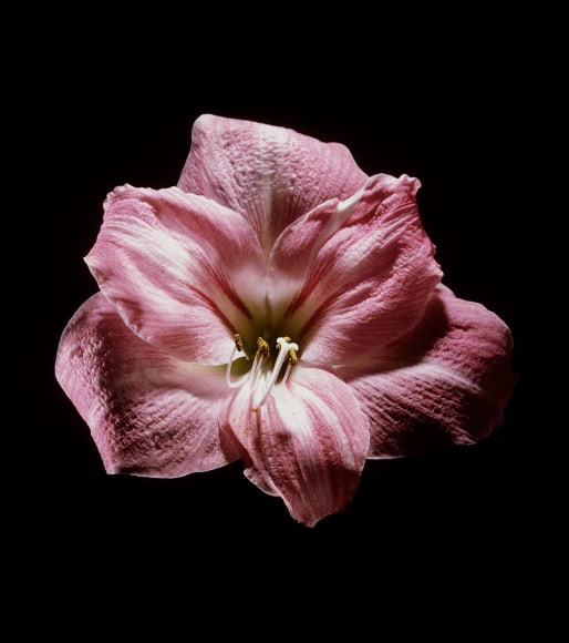 View of the inside of a pink amaryllis against a black background.