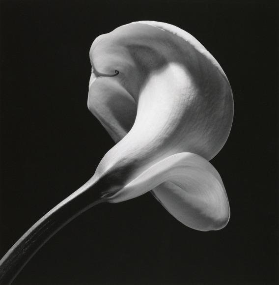 A single calla lily extending diagonally upward from the bottom left of the image against a black background, angled away from the viewer to obscure the inside of the flower.