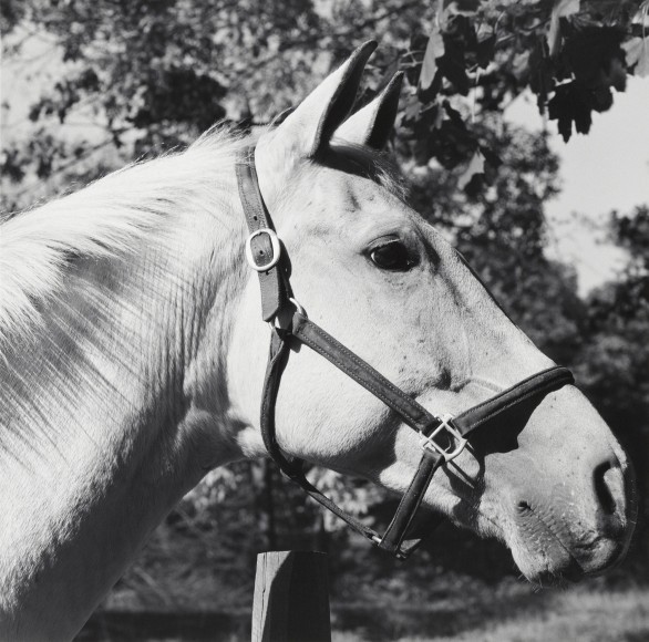 Portrait of a horse.