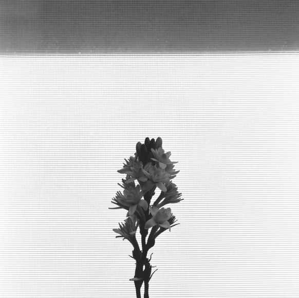 A single tuberose flowering upward.
