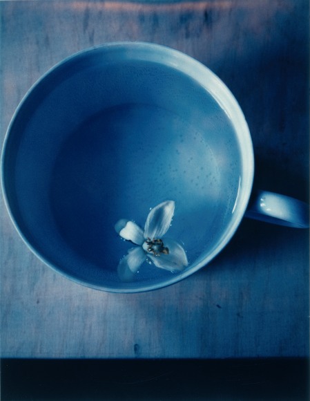 Single flower in mug.