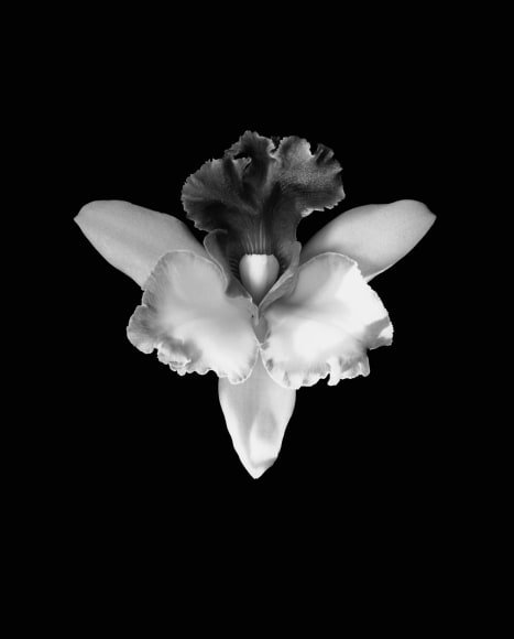 Single orchid flower.