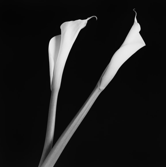 Two Calla Lilies against black background.
