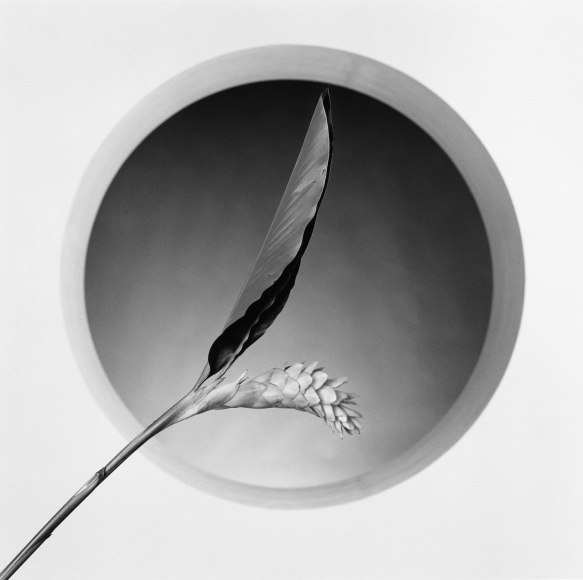 Leaves in front of sphere.