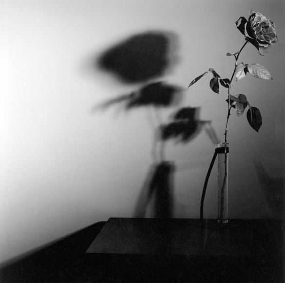 Single rose in glass vase.