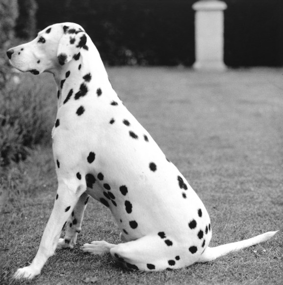 Dalmatian, 1976