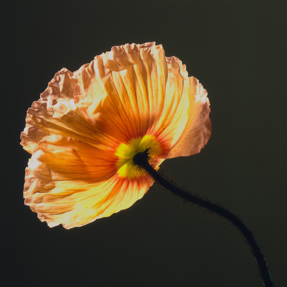 Orange poppy against a dark background.