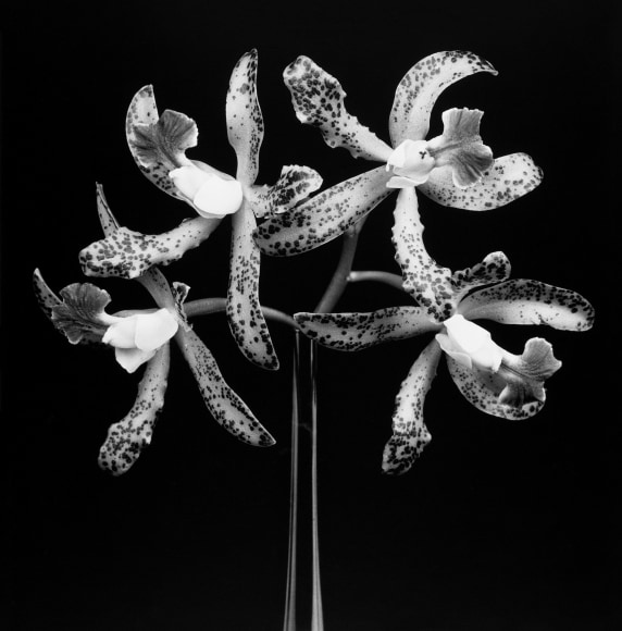 Four orchid flowers protruding from one stem with black background.