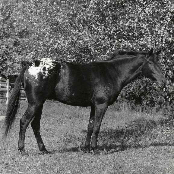 Radar (Horse), 1982