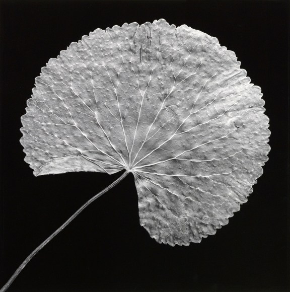 One single leaf, stem coming out of left corner.