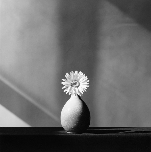 Single daisy in a vase, centered on table.