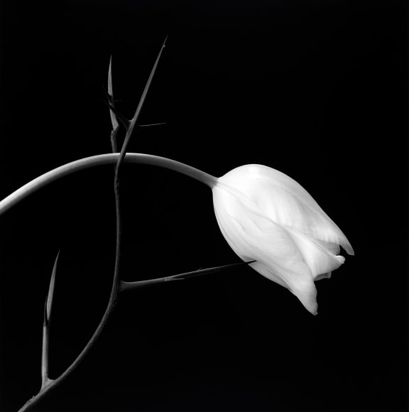 Tulip, 1985