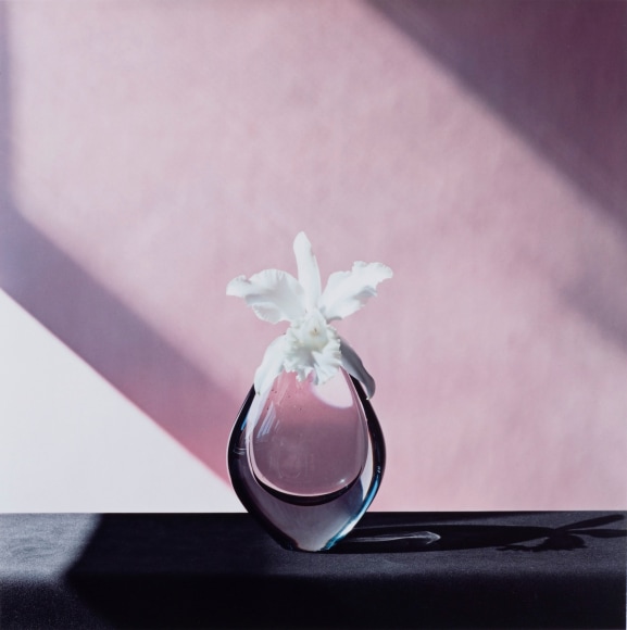 Orchid against a pink background.