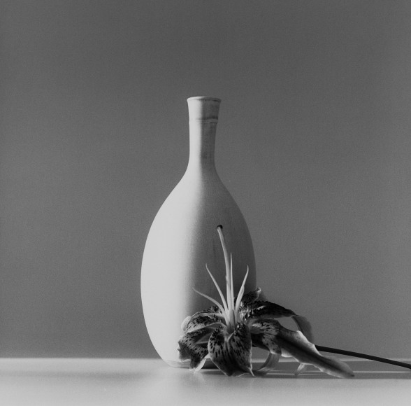 Flower sitting on a white surface in front of a white curved vase.