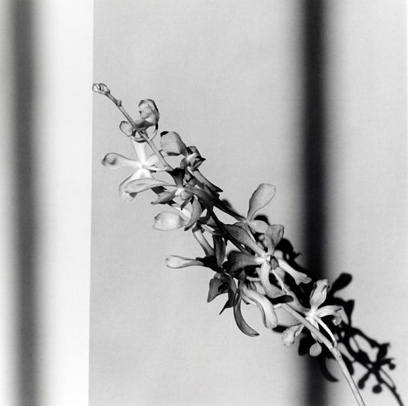 Orchid stem leaning to the left.