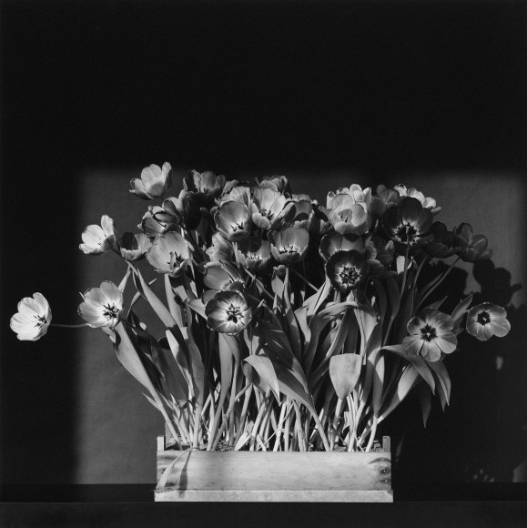 Many flowers growing out of wooden box.