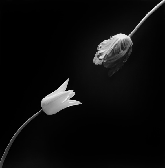 A tulip and a parrot tulip extending toward each other and toward the center of the image against a black background from the bottom left and top right of the image.