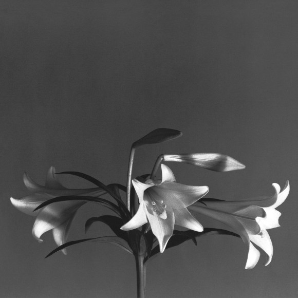 Stem of Easter Lilies.