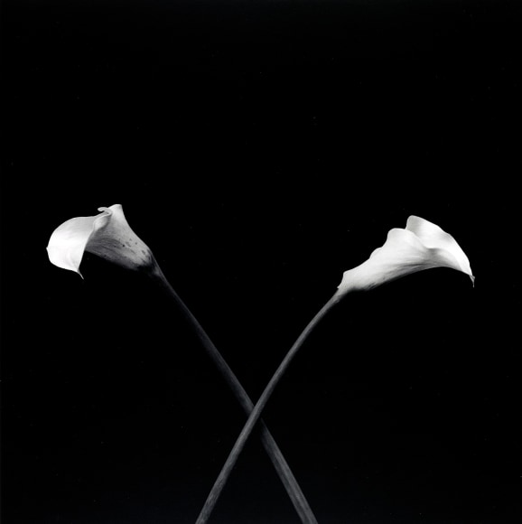 Mai 36 Galerie MAPPLETHORPE TESHIGAHARA Exhibitions mai-36-galerie-mapplethorpe-teshigahara-exhibitions