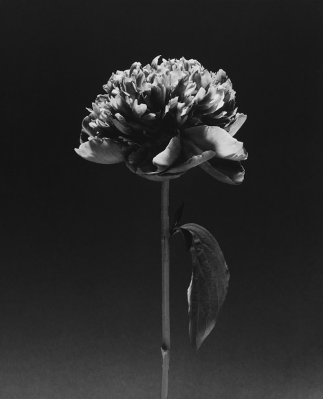 Flower with single petal.