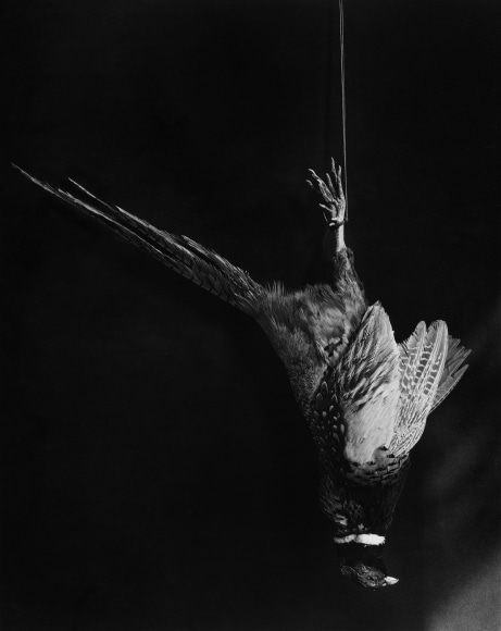 Pheasant hanging upside down from string.