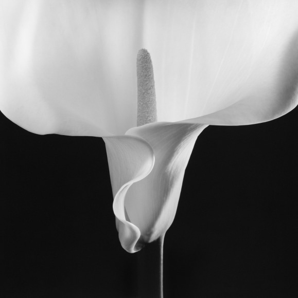 Single white Calla Lily.