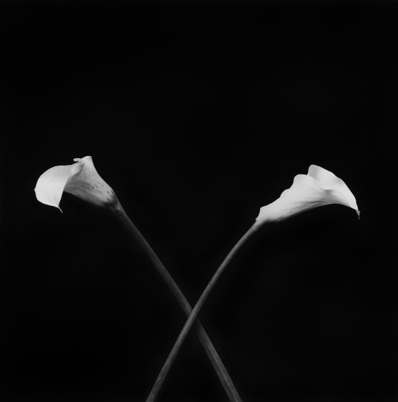 Two Calla Lillies, with stems crossed, pointing opposite directions.