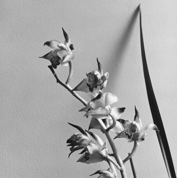 A stem of orchids and one of the plant's leaves reaching up diagonally in front of a white textured wall and casting a slight shadow.